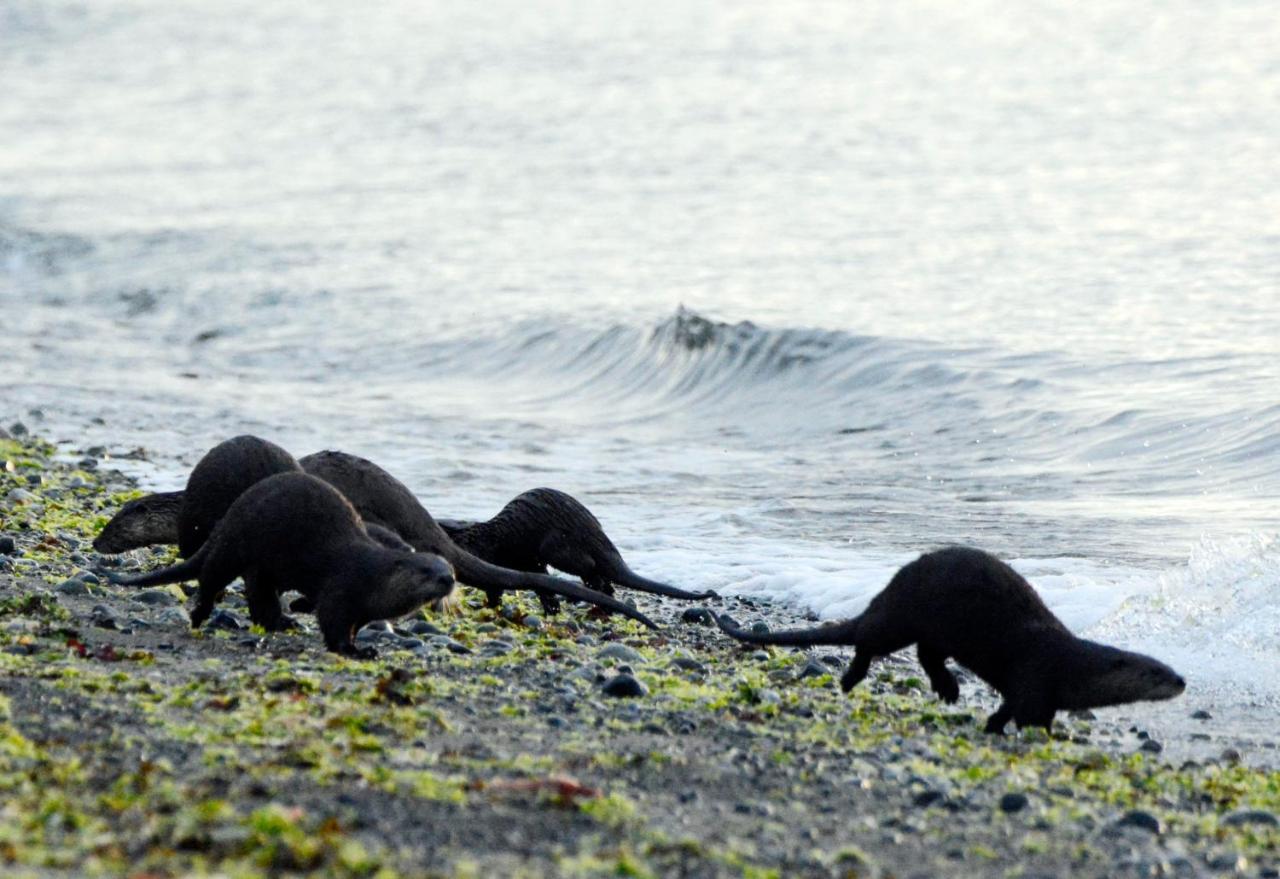 Oceanfront Paradise Comox Luaran gambar